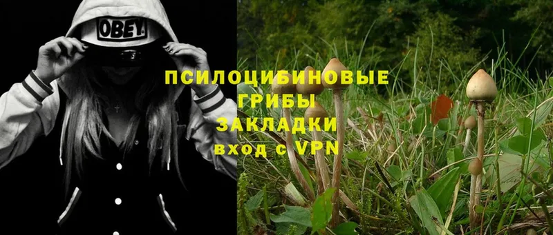 Галлюциногенные грибы Psilocybe  Голицыно 